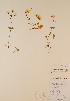  (Claytonia sarmentosa - CCDB-23321-C07)  @11 [ ] CreativeCommons - Attribution (2016) Unspecified Unspecified