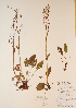  (Rumex lapponicus - CCDB-23321-E07)  @11 [ ] CreativeCommons - Attribution (2016) Unspecified Unspecified