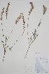  (Onobrychis viciifolia - CCDB-18330-B7)  @11 [ ] CreativeCommons - Attribution Share-Alike (2021) Unspecified Research Collection of B. A. Bennett