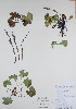  (Synthyris - BABY-10043)  @11 [ ] CreativeCommons - Attribution (2017) Unspecified B.A. Bennett Yukon herbarium (BABY)