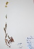  (Penstemon confertus - BABY-10053)  @11 [ ] CreativeCommons - Attribution (2017) Unspecified B.A. Bennett Yukon herbarium (BABY)