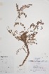  ( - BABY-00932)  @11 [ ] CreativeCommons - Attribution (2019) Unspecified Unspecified