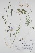  ( - BABY-10963)  @11 [ ] CreativeCommons - Attribution (2019) Unspecified Unspecified