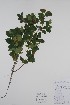  ( - BABY-10802)  @11 [ ] CreativeCommons - Attribution (2019) Unspecified Unspecified
