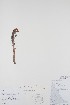  (Aphyllon - BABY-02544)  @11 [ ] CreativeCommons - Attribution (2019) Unspecified Unspecified