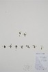  ( - BABY-03839)  @11 [ ] by (2021) Unspecified B.A. Bennett Herbarium (BABY)