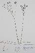  ( - BABY-10471)  @11 [ ] by (2021) Unspecified B.A. Bennett Herbarium (BABY)