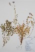  ( - BABY-02027)  @11 [ ] by (2021) Unspecified B.A. Bennett Herbarium (BABY)
