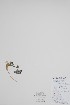  ( - BABY-09039)  @11 [ ] by (2021) Unspecified B.A. Bennett Herbarium (BABY)