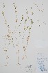  ( - BABY-09637)  @11 [ ] by (2021) Unspecified B.A. Bennett Herbarium (BABY)