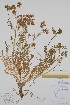  ( - BABY-00468)  @11 [ ] by (2021) Unspecified B.A. Bennett Herbarium (BABY)
