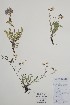  ( - BABY-10218)  @11 [ ] by (2021) Unspecified B.A. Bennett Herbarium (BABY)