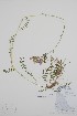  ( - BABY-00658)  @11 [ ] by (2021) Unspecified B.A. Bennett Herbarium (BABY)