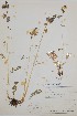  ( - BABY-04541)  @11 [ ] by (2021) Unspecified B.A. Bennett Herbarium (BABY)