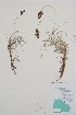  ( - BABY-05543)  @11 [ ] by (2021) Unspecified B.A. Bennett Herbarium (BABY)