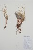  ( - BABY-03927)  @11 [ ] by (2021) Unspecified B.A. Bennett Herbarium (BABY)