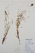  ( - BABY-03832)  @11 [ ] by (2021) Unspecified B.A. Bennett Herbarium (BABY)