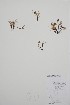  (Carex incurviformis - BABY-04442)  @11 [ ] by (2021) Unspecified B.A. Bennett Herbarium (BABY)