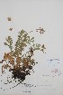  ( - BABY-08118)  @11 [ ] by (2021) Unspecified B.A. Bennett Herbarium (BABY)