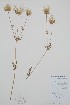 ( - BABY-00173)  @11 [ ] by (2021) Unspecified B.A. Bennett Herbarium (BABY)