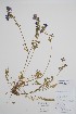  ( - BABY-08971)  @11 [ ] by (2021) Unspecified B.A. Bennett Herbarium (BABY)