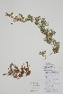  ( - CCDB-25866-A4)  @11 [ ] by (2022) Unspecified B.A. Bennett Herbarium (BABY)