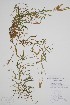  (Diphasiastrum complanatum - CCDB-25866-A5)  @11 [ ] by (2022) Unspecified B.A. Bennett Herbarium (BABY)