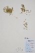  ( - CCDB-25866-A6)  @11 [ ] by (2022) Unspecified B.A. Bennett Herbarium (BABY)