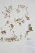  (Diphasiastrum sitchense - CCDB-25866-A7)  @11 [ ] by (2022) Unspecified B.A. Bennett Herbarium (BABY)