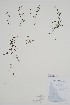  (Galium trifidum - CCDB-25866-C11)  @11 [ ] by (2022) Unspecified B.A. Bennett Herbarium (BABY)