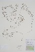  ( - CCDB-25866-C12)  @11 [ ] by (2022) Unspecified B.A. Bennett Herbarium (BABY)