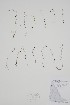  ( - CCDB-25866-D1)  @11 [ ] by (2022) Unspecified B.A. Bennett Herbarium (BABY)