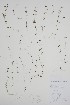  ( - CCDB-25866-D3)  @11 [ ] by (2022) Unspecified B.A. Bennett Herbarium (BABY)
