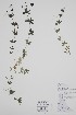  (Galium triflorum - CCDB-25866-D4)  @11 [ ] by (2022) Unspecified B.A. Bennett Herbarium (BABY)
