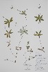  ( - CCDB-25866-D5)  @11 [ ] by (2022) Unspecified B.A. Bennett Herbarium (BABY)