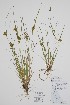  (Carex curvicollis - CCDB-25866-D7)  @11 [ ] by (2022) Unspecified B.A. Bennett Herbarium (BABY)