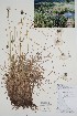  ( - CCDB-25866-G12)  @11 [ ] by (2022) Unspecified B.A. Bennett Herbarium (BABY)