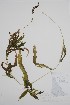  (Potamogeton praelongus - CCDB-25866-H10)  @11 [ ] by (2022) Unspecified B.A. Bennett Herbarium (BABY)