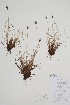  ( - CCDB-25866-H3)  @11 [ ] by (2022) Unspecified B.A. Bennett Herbarium (BABY)