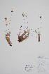  ( - CCDB-25866-H4)  @11 [ ] by (2022) Unspecified B.A. Bennett Herbarium (BABY)