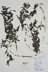  (Potamogeton richardsonii - CCDB-25866-H5)  @11 [ ] by (2022) Unspecified B.A. Bennett Herbarium (BABY)