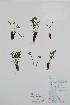  (Podistera macounii - BABY-11702)  @11 [ ] by (2022) Unspecified B.A. Bennett Herbarium (BABY)