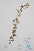  ( - BABY-09171)  @11 [ ] by (2022) Unspecified B.A. Bennett Herbarium (BABY)