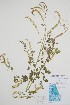  ( - BABY-07555)  @11 [ ] by (2022) Unspecified B.A. Bennett Herbarium (BABY)