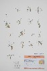  (Limosella australis - BABY-11802)  @11 [ ] by (2022) Unspecified B.A. Bennett Herbarium (BABY)
