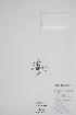  (Limosella aquatilis - BABY-11800)  @11 [ ] by (2022) Unspecified B.A. Bennett Herbarium (BABY)