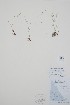  ( - BABY-06262)  @11 [ ] by (2022) Unspecified B.A. Bennett Herbarium (BABY)