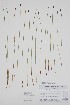  ( - BABY-11804)  @11 [ ] by (2022) Unspecified B.A. Bennett Herbarium (BABY)
