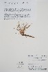  (Isoetes x pseudotruncata - BABY-11778)  @11 [ ] by (2022) Unspecified B.A. Bennett Herbarium (BABY)