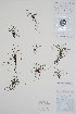  (Isoetes lacustris - BABY-11170)  @11 [ ] by (2022) Unspecified B.A. Bennett Herbarium (BABY)